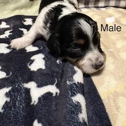 Dachshund Puppies from Sias Select Dachshunds