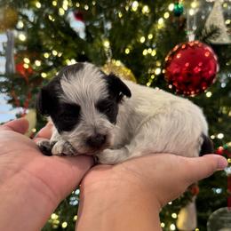 Green girl - Parti female Miniature Schnauzer puppy in Oneonta, Alabama from Murphree Valley Kennels