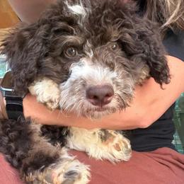 Dwayne (The Rock) - Brown and white male Aussiedoodle puppy in Chattanooga, Tennessee from Leafy Acre Mini Farm
