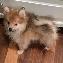 Percy - Orange sable male Pomeranian puppy in El Centro, California from BabyBooPoms