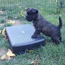 Cairn Terrier Puppies from Luckenbooth Cairns