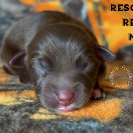 Resolution - Red tri-color male Australian Shepherd puppy in Squaw Valley, California from A&M Australian Shepherds