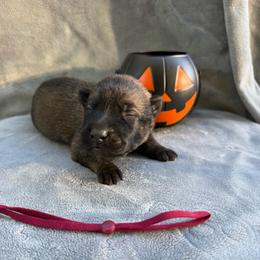 Nutmeg - Red sable female Belgian Malinois puppy in Sheridan, Arkansas from Dark Sky Kennels