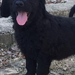 Goldendoodles from North Shore Service Dogs