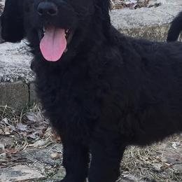 Goldendoodles from North Shore Service Dogs