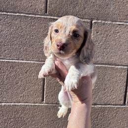 Boy 3 - male Dachshund puppy in Las Vegas, Nevada from WienerDoxieQuad