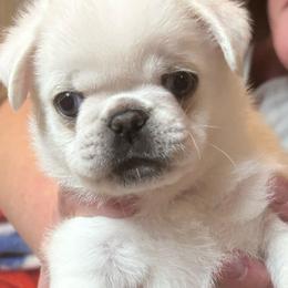 Kramer - Cream male Pug puppy in Morgantown, West Virginia from Groovy Pugs