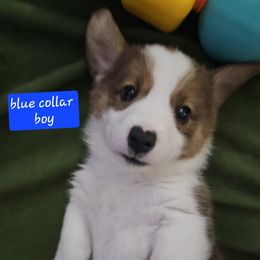 Blue collar boy - Sable male Pembroke Welsh Corgi puppy in Machipongo, Virginia from Corgis on the Shore
