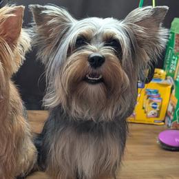 Australian Shepherds, Miniature Australian Shepherds, Shichons, and Yorkshire Terriers from Robertson's Dream Ranch Aussies & Teddy's