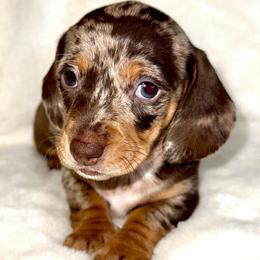 Girl 2 - Dapple female Dachshund puppy in Fredonia, Arizona from Desert Horizon Dachshunds