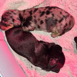 Dachshund Puppies from Mini Dachshund Loves