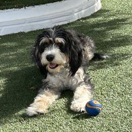 Dayton - Bernedoodle