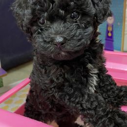 Cavapoos from Holly Mountain Puppies