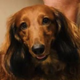 Dachshunds from Heardachs