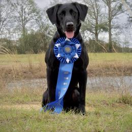 Hustle QA2 - Labrador Retriever