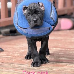 Magenta - Black female Cane Corso puppy in Stilwell, Oklahoma from Killing Joke Kennels
