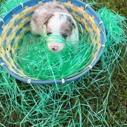 Garnet - Red merle female Border Collie puppy in Keller, Texas from Bordercollieblues