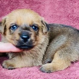 Blue Collar Male - Red wheaten male Norfolk Terrier puppy in Bristol, Tennessee from Holston Hollow Farm