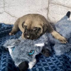 Wolf - Yellow female Black Mouth Cur puppy in Warsaw, Missouri from Heritage Cow Dogs