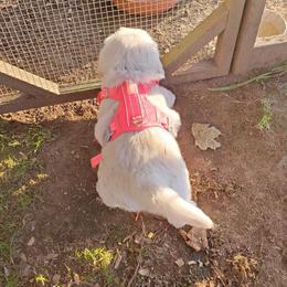 Golden Retriever Puppies from Hoekema Homestead Goldens