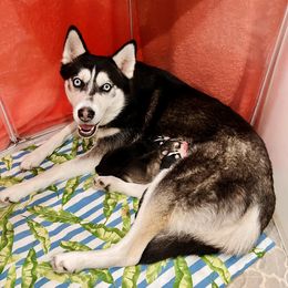 Maltese and Siberian Husky Puppies from Nyx’s Pack