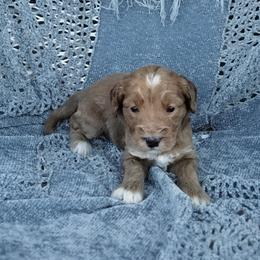 Boy 2 - Apricot male Australian Labradoodle puppy in Harrisonburg, Virginia from Crown Doodles