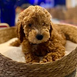 Henry - Apricot male Goldendoodle puppy in Lake Panasoffkee, Florida from Donnas Deluxe Doodles LLC