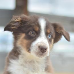 Pliers now Paisley - Red tri-color female Australian Shepherd puppy in Delta, Colorado from PTK Ranch
