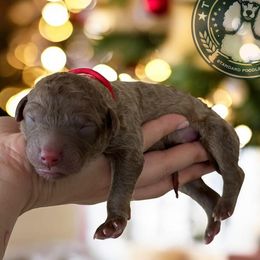 Coming Soon - Cafe au lait male Poodle puppy in Spring Hills, Florida from The Olympus Standard Poodle