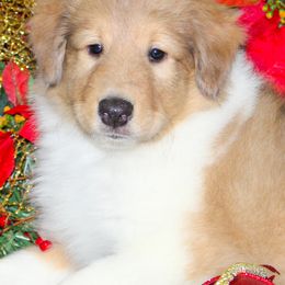 Collies and Shetland Sheepdogs from Dueling Pine Ranch