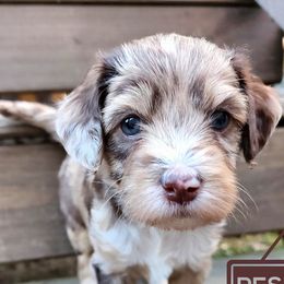 Aussiedoodles, Australian Shepherds, Goldendoodles, and Poodles from Hilltop Cuddle Pups