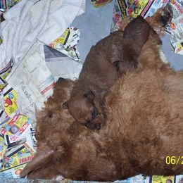 Irish Terrier Puppies from Geordan Irish Terriers