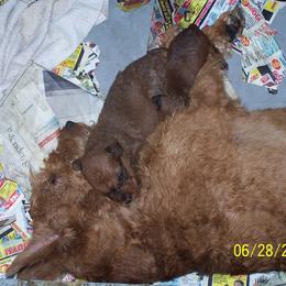 Irish Terrier Puppies from Geordan Irish Terriers