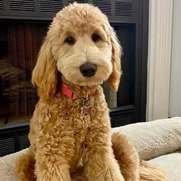 Sadie - Goldendoodle