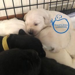 Labrador Retriever Puppies from Brazil’s Elite Labradors