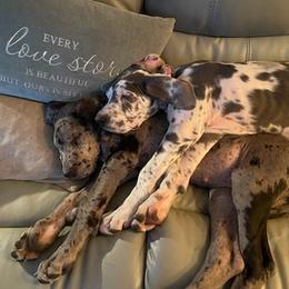 Great Danes from Bell Family Danes