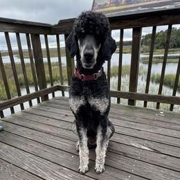 Moose - Poodle