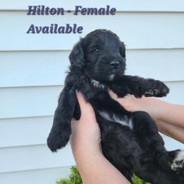 Hilton - Phantom female Bernedoodle puppy in St. George, South Carolina from Southern Hunters Mini Doodles