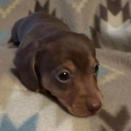 Dachshunds from Josiah's Dachshunds
