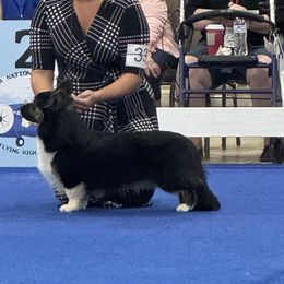 Kopono - Cardigan Welsh Corgi