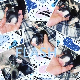 Boston Terrier Puppies from Beatrice's Kennels