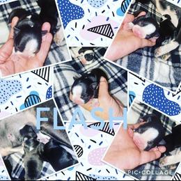 Boston Terrier Puppies from Beatrice's Kennels