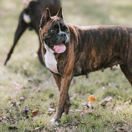 Boxers and French Bulldogs from Rowe Boxers & French Bulldogs