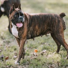 Boxers and French Bulldogs from Rowe Boxers & French Bulldogs