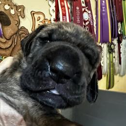 Great Dane Puppies from Ellenni Danes
