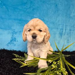 Nugget - Buff and white male Cocker Spaniel puppy in Greers Ferry, Arkansas from Lake Area Cuddly Cockers