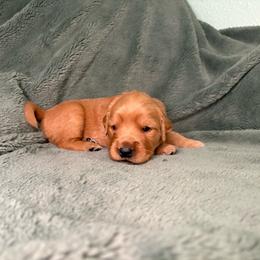Jazz - Blue collar - Dark golden female Golden Retriever puppy in Eustis, Florida from Earley Goldens