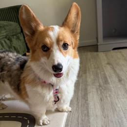 Lucy - American Corgi