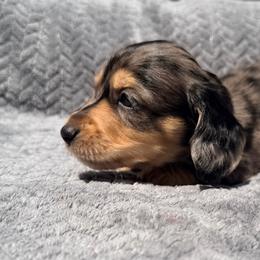 Larry - Dapple male Dachshund puppy in Lake Dallas, Texas from 2L Dachshunds