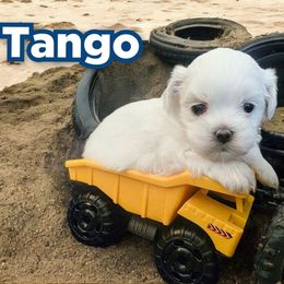 Tango - White male Mal-Shi puppy in Belleville, Michigan from Michigan Maltese Puppies